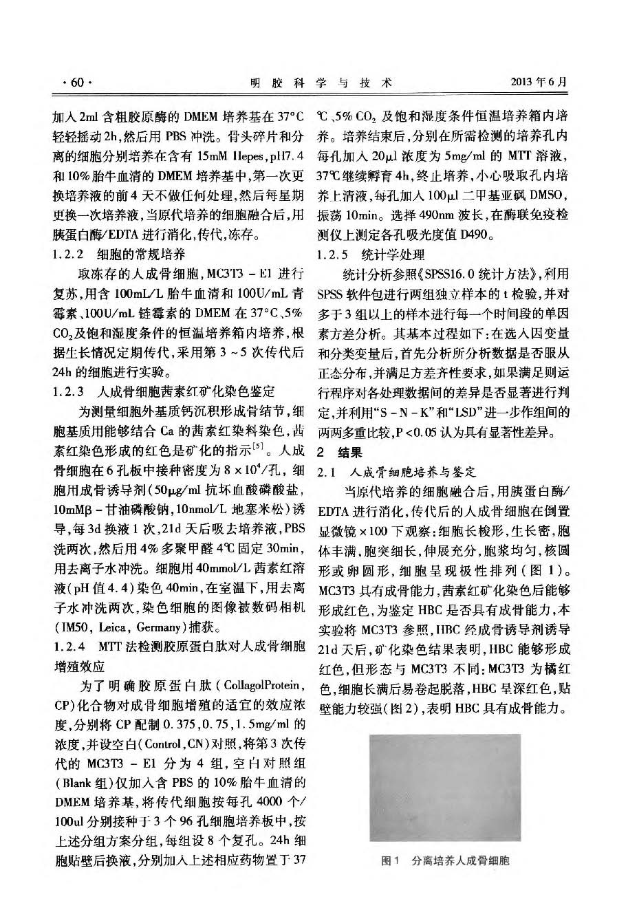 牛骨胶原蛋白肽促进人成骨细胞增殖_页面_2.jpg