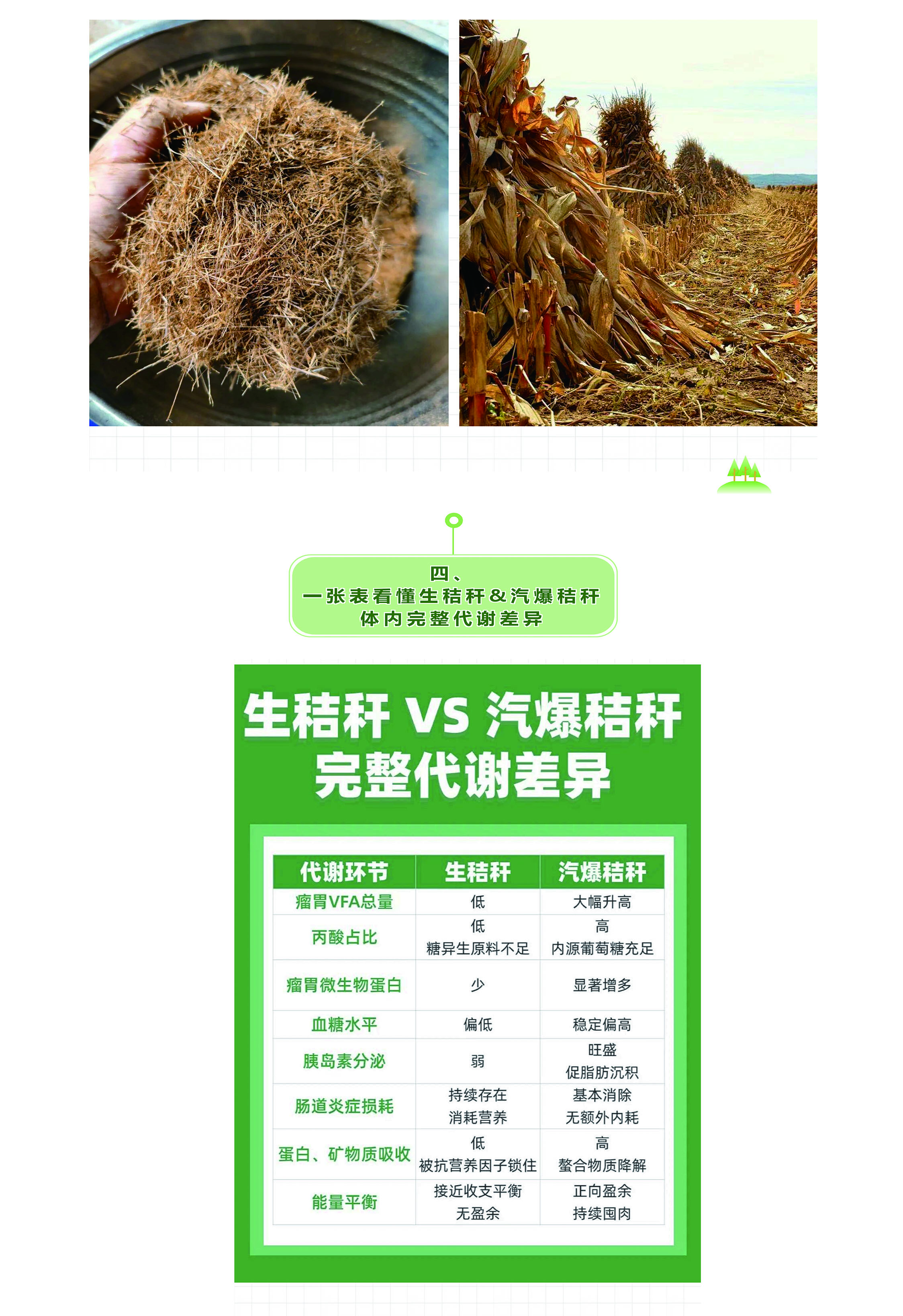 科普揭秘 _ 为什么三素数值相差无几，但汽爆草料牛羊长肉快一倍？-7.jpg